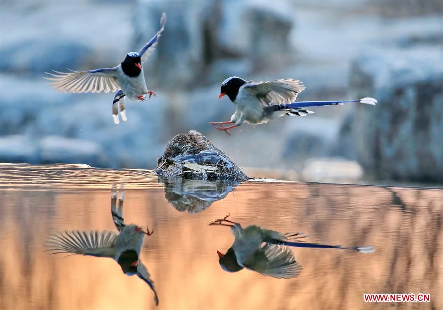 XINHUA-PICTURES OF THE YEAR 2017-CHINA