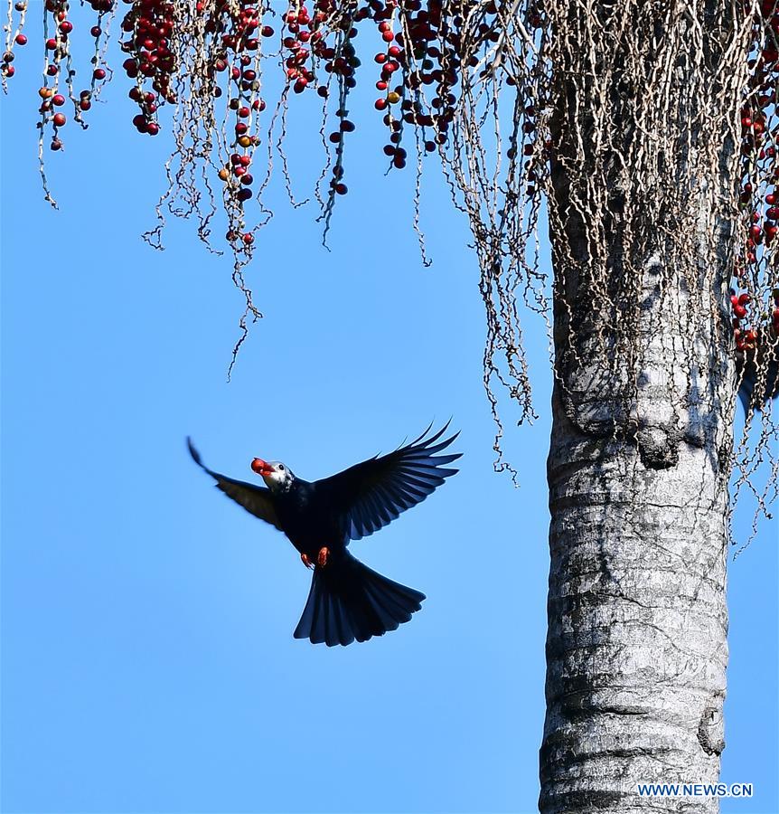 CHINA-FUJIAN-BLACK BULBUL (CN)