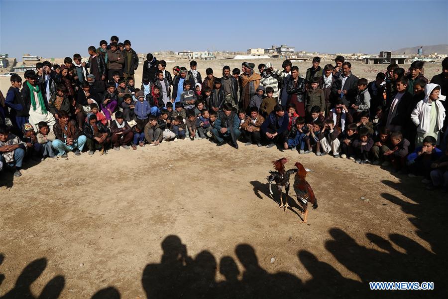 AFGHANISTAN-GHAZNI-COCK FIGHTING