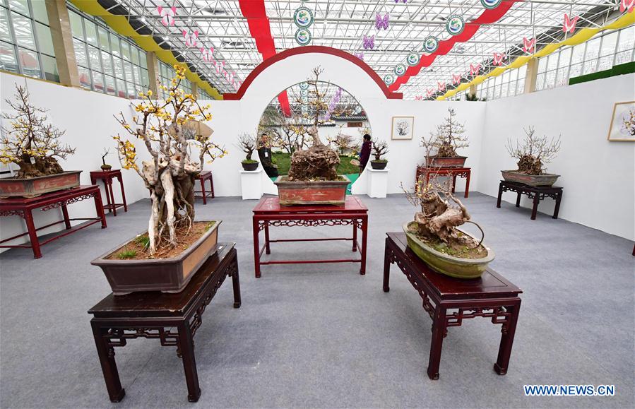 CHINA-ZHENGZHOU-WINTERSWEET-SHOW (CN)