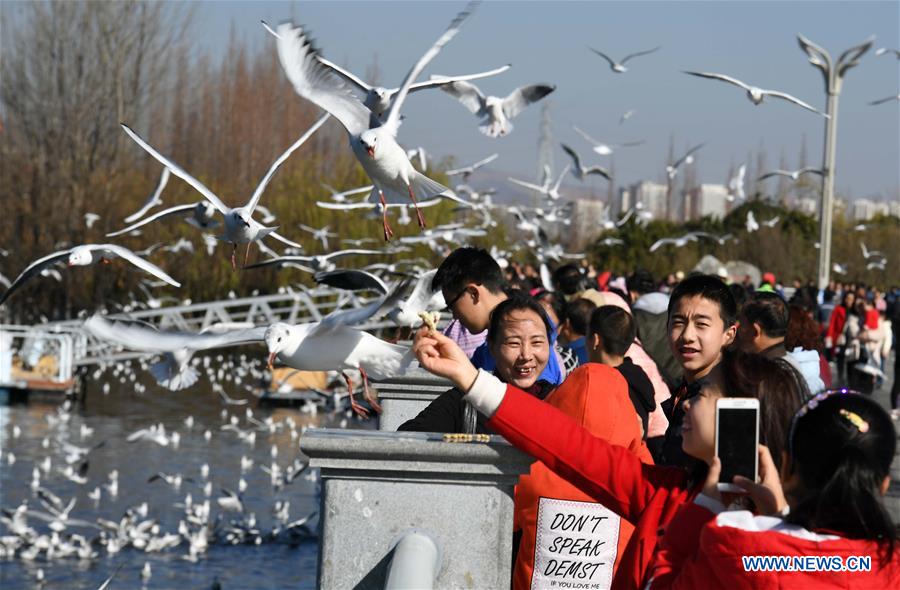 CHINA-KUNMING-WEATHER-RED-BILLED GULLS(CN)