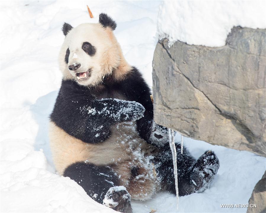 #CHINA-NANJING-SNOW-GIANT PANDA (CN)