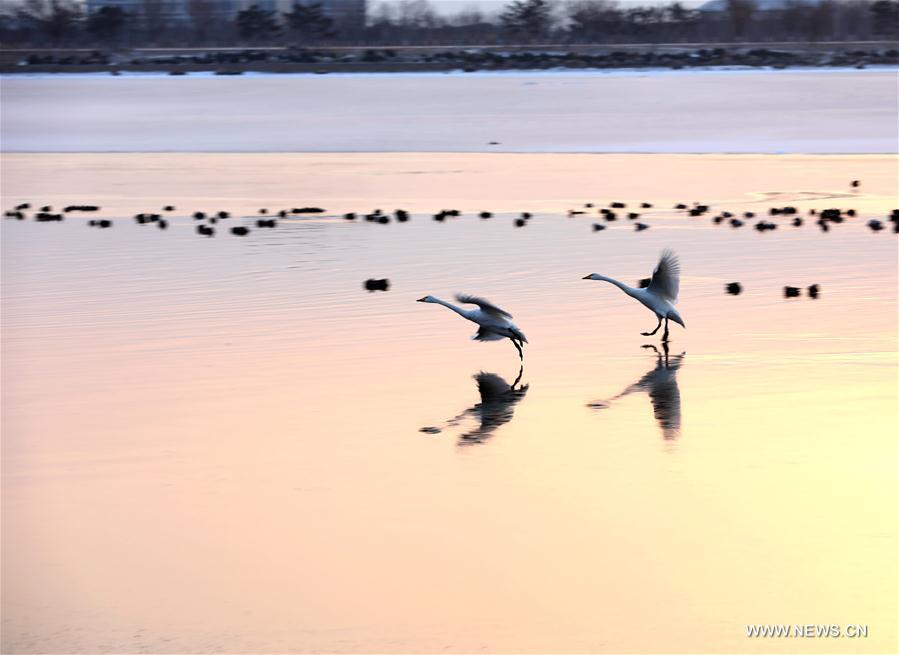 #CHINA-SHANDONG-RONGCHENG-SWAN (CN)