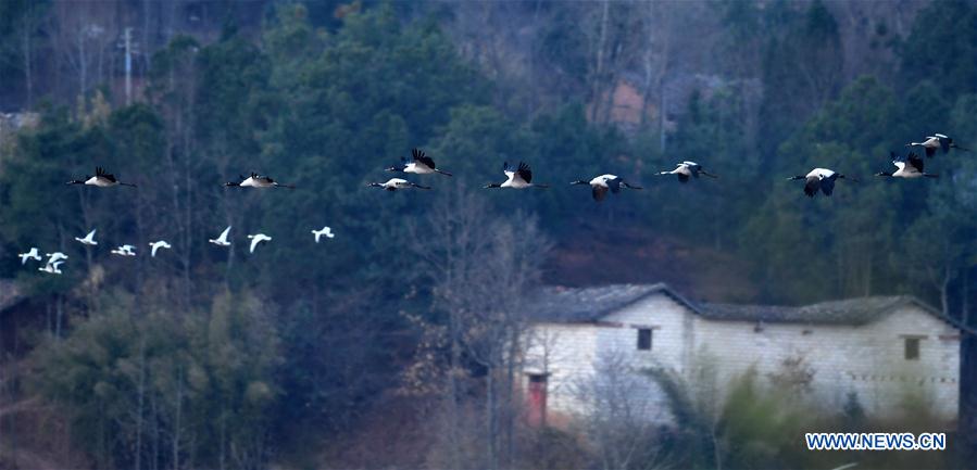 CHINA-YUNNAN-MIGRANT BIRDS (CN)