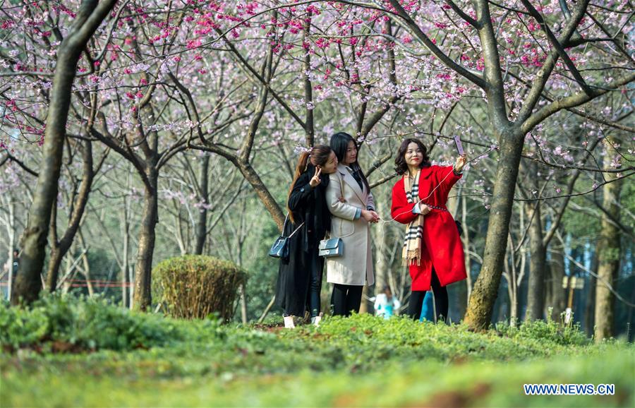 CHINA-HUBEI-WUHAN-CHERRY BLOSSOM (CN)