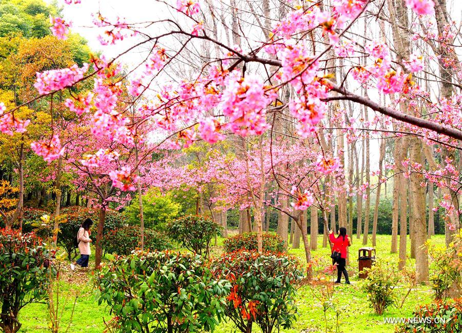 CHINA-SHANGHAI-CHERRY BLOSSOMS-FESTIVAL (CN)