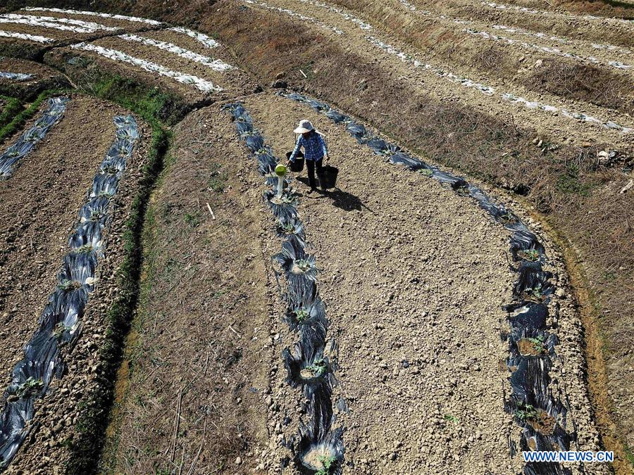 CHINA-GUANGXI-AGRICULTURE-WATERMELON-FIELD-LANDSCAPE (CN)