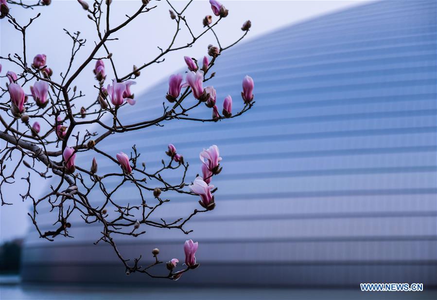 CHINA-BEIJING-SPRING-MAGNOLIA (CN)