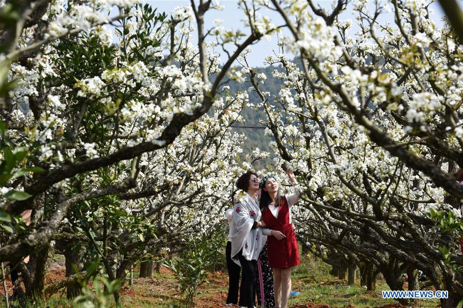 CHINA-JIANGXI-PEAR BLOSSOMS (CN)