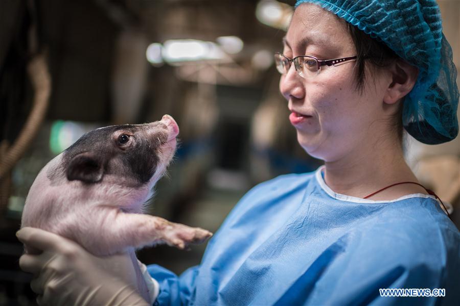 CHINA-SCIENCE-HUNTINGTON'S DISEASE-PIG MODEL (CN)