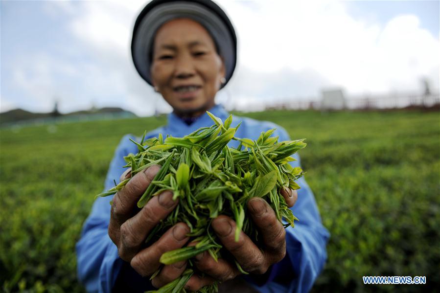 #CHINA-SPRING-TEA GARDEN (CN)