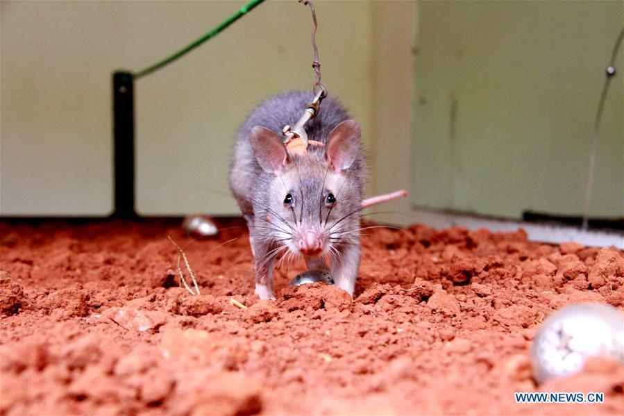 TANZANIA-MOROGORO-RATS-DEMINING