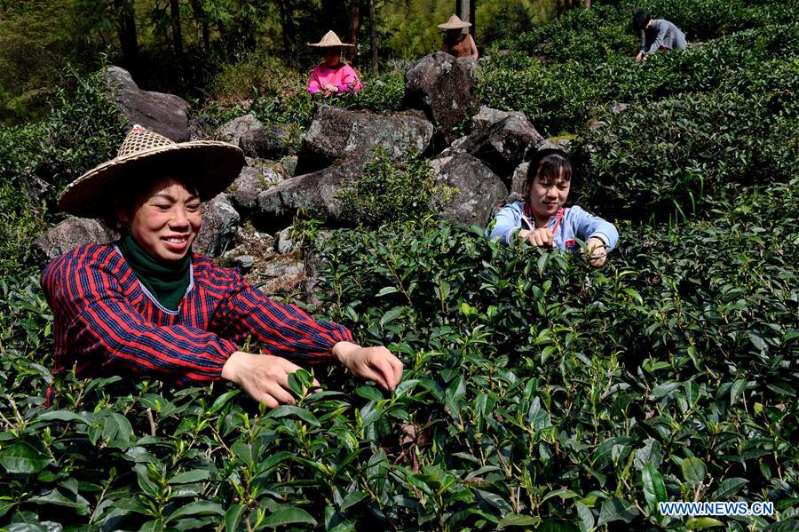 CHINA-FUJIAN-WUYI MOUNTAIN-TEA PRODUCTION (CN)