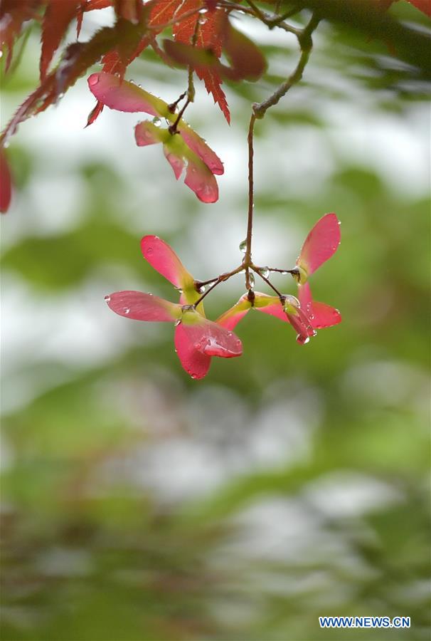 #CHINA-HUBEI-ENSHI-SCENERY (CN)