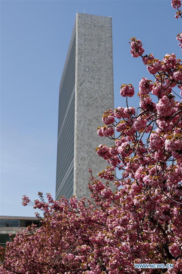 UN-SPRING-CHERRY BLOSSOMS