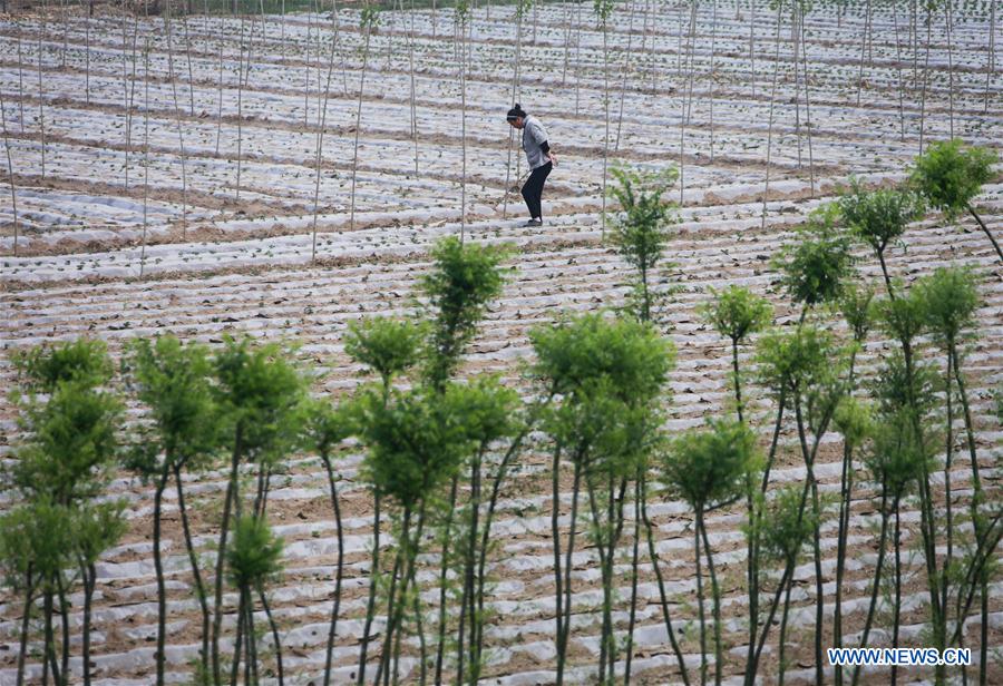 #CHINA-LIXIA-FARM WORK (CN)