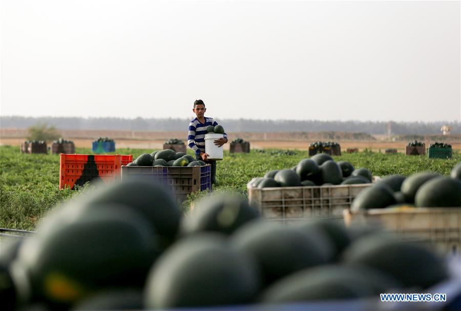 MIDEAST-GAZA-HARVEST-WATERMELON