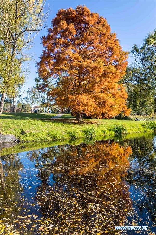 AUSTRALIA-CANBERRA-AUTUMN