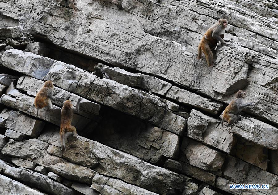 CHINA-CHONGQING-WUSHAN-SMALL THREE GORGES-WILD LIFE (CN)