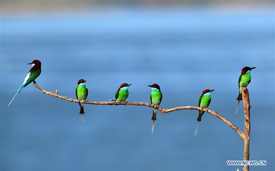 CHINA-FUJIAN-ENVIRONMENT-WILD BIRD (CN)