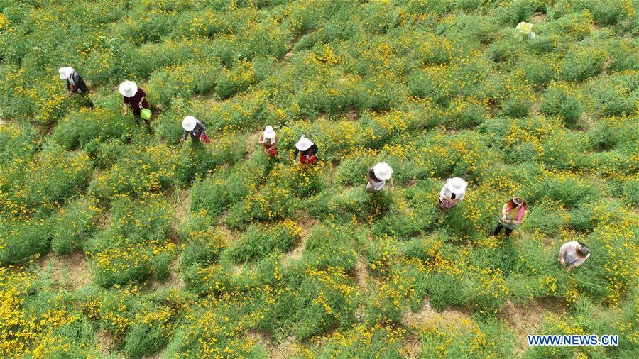 CHINA-HEBEI-HANDAN-CHRYSANTHEMUM (CN)