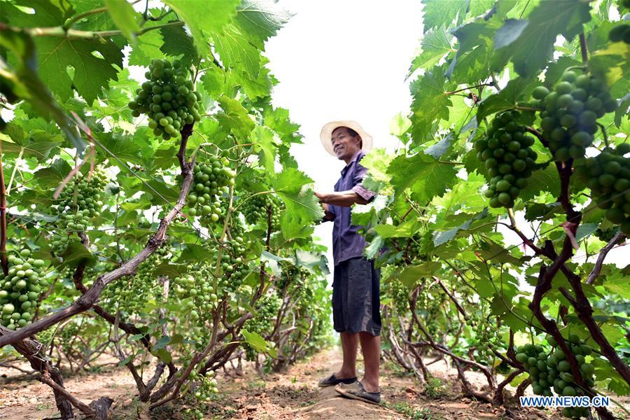 #CHINA-SUMMER-FARM WORK (CN)