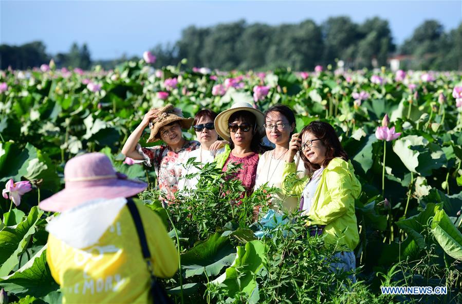 #CHINA-ANHUI-LOTUS FLOWERS (CN)