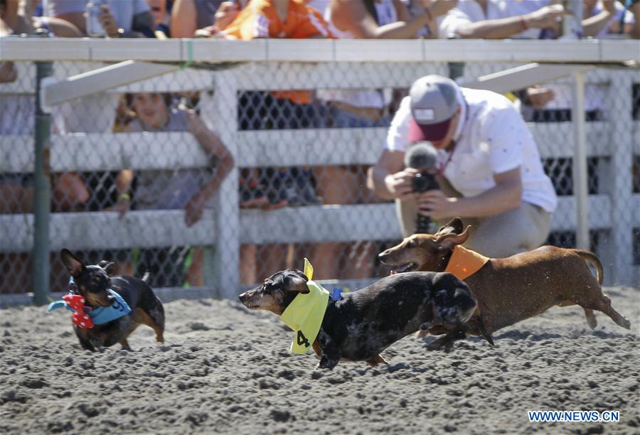 CANADA-VANCOUVER-WIENER DOG RACE