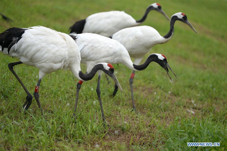 CHINA-HEILONGJIANG-QIQIHAR-NATURE RESERVE (CN)