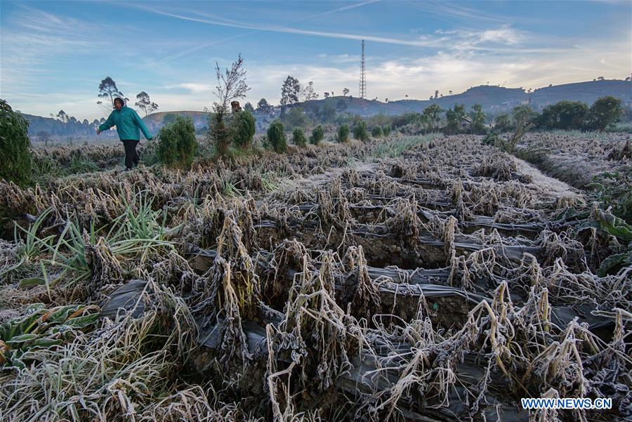 INDONESIA-CENTRAL JAVA-FROZEN DEW