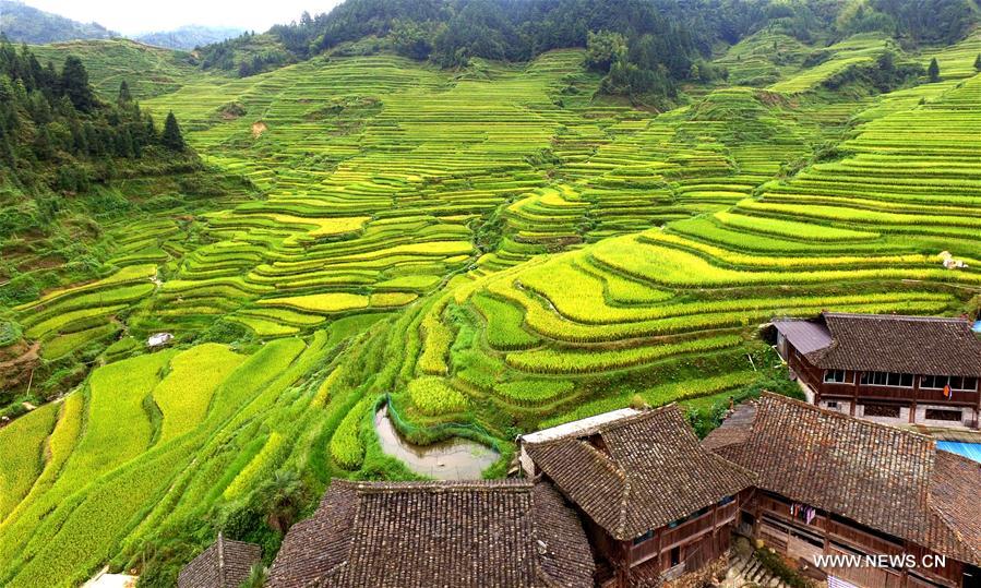 #CHINA-GUANGXI-TERRACED FIELDS-AUTUMN SCENERY (CN)