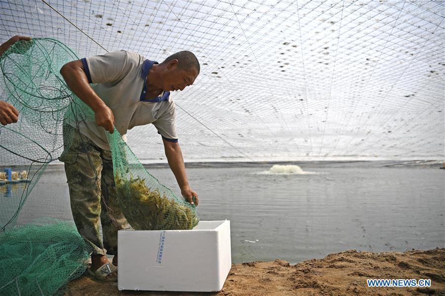 CHINA-NINGXIA-HELAN-PRAWN (CN)