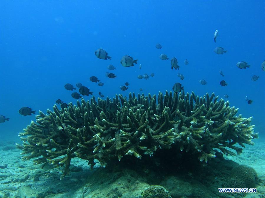 CHINA-HAINAN-CORAL REEF-PROTECTION (CN)