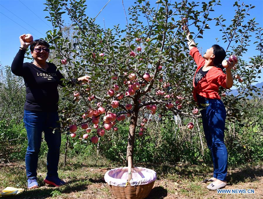 CHINA-HENAN-AGRICULTURE-FRUIT INDUSTRY (CN)