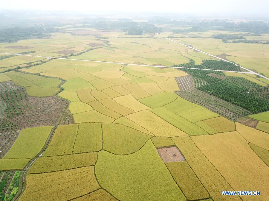 CHINA-GUANGXI-AUTUMN-SCENERY (CN)