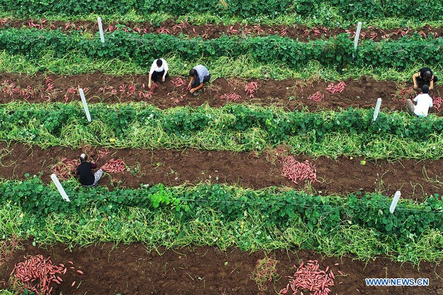 #CHINA-AGRICULTURE-HARVEST (CN)