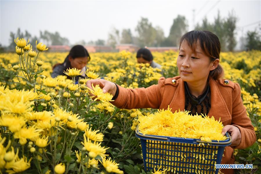 #CHINA-HEBEI-CHRYSANTHEMUM-HARVEST (CN)