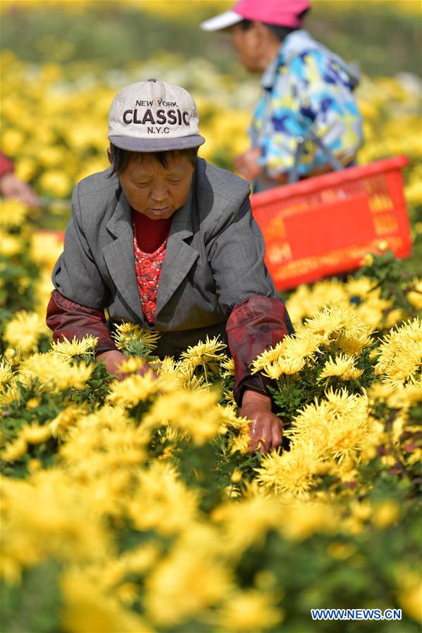 CHINA-JIANGXI-NANCHANG-CHRYSANTHEMUM INDUSTRY (CN)