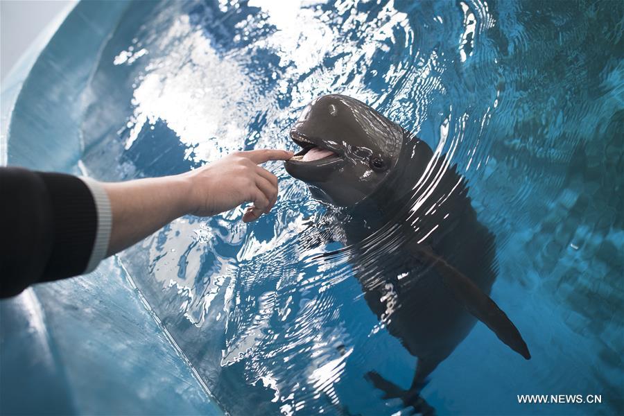 CHINA-HUBEI-FINLESS PORPOISE