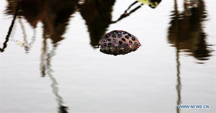 #CHINA-SHANDONG-WITHERED LOTUS (CN)