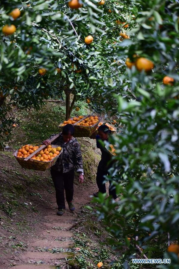 #CHINA-GUIZHOU-PONKAN PLANTING (CN)