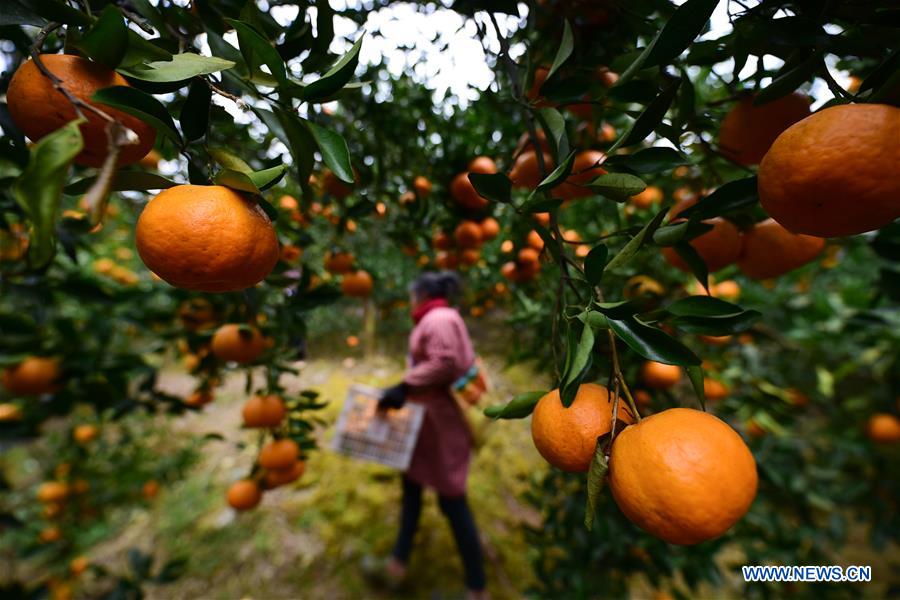 #CHINA-GUIZHOU-PONKAN PLANTING (CN)