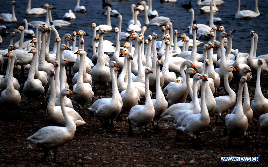 CHINA-HENAN-WHITE SWANS (CN)