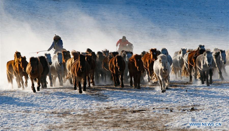 CHINA-INNER MONGOLIA-HORSE-GRASSLAND (CN)