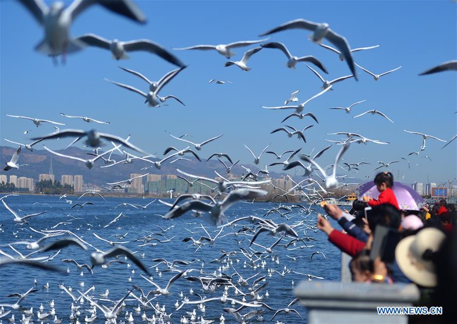 CHINA-KUNMING-SPRING FESTIVAL-BLACK-HEADED GULLS (CN)