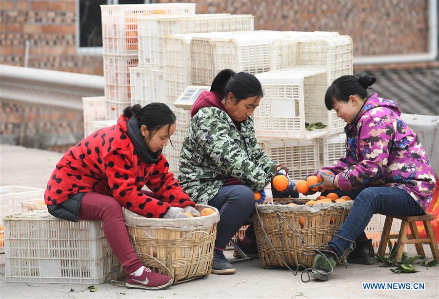 CHINA-CHONGQING-FENGJIE-NAVEL ORANGE (CN)