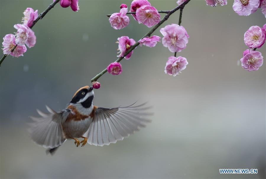 #CHINA-JIANGSU-WUXI-NATURE-PLUM BLOSSOM AND BIRD (CN)