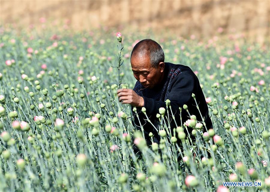 CHINA-SHANXI-HUGUAN-AGRICULTURE (CN)