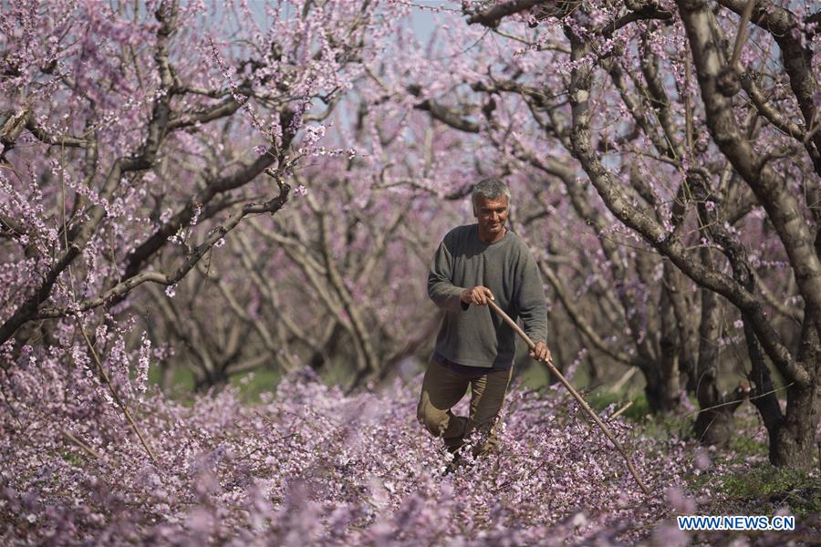 GREECE-VEROIA-PEACH BLOSSOM