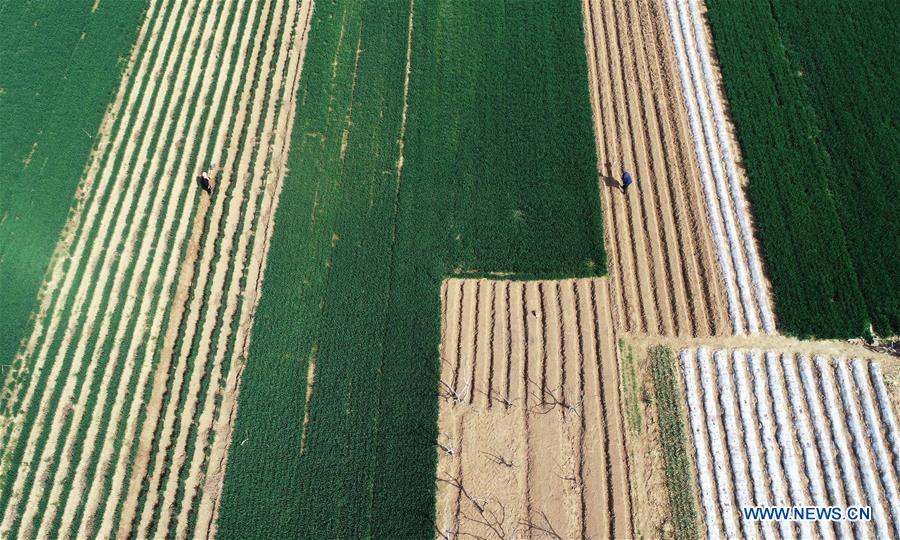 #CHINA-SHANDONG-FARM WORK (CN)